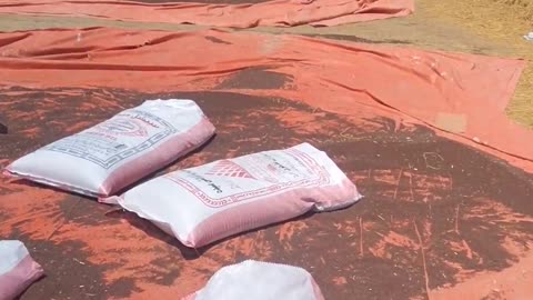 Mustered Harvested Making Moisture Less