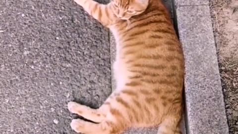 Cat having two tails 🤯🤯🤯🤯🤯