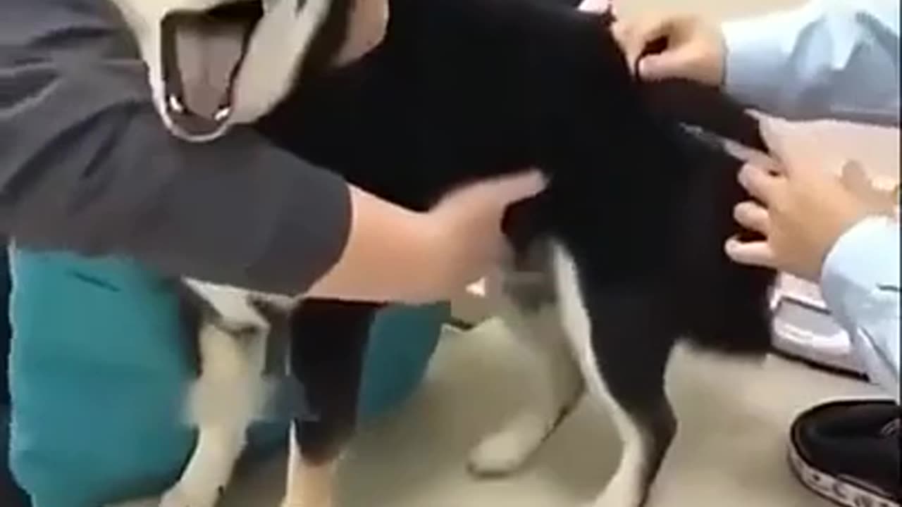 Funny animals video 2023