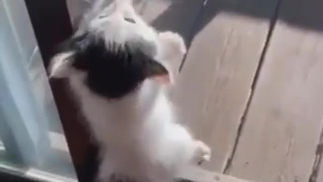 Cutest baby animal videos compilation Cut moment of the Ani