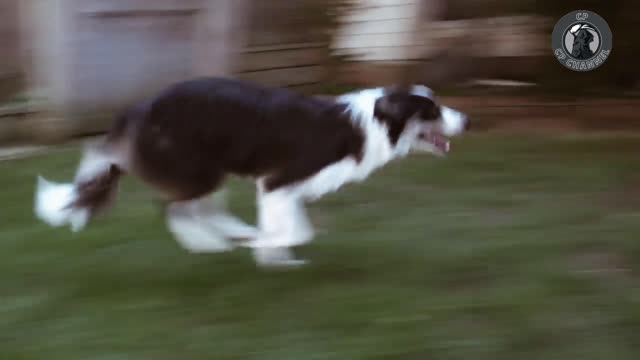 You'll be outwitted by Border Collies | Channel Announcements