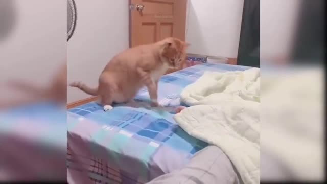 👍 Best Funny Cats 😹 And Dogs 🐶 Of The Month -Try Not To Laugh Challenge 2020 Love Cats