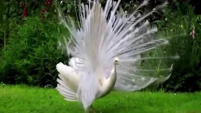 White Peacock Dance in Rain Video