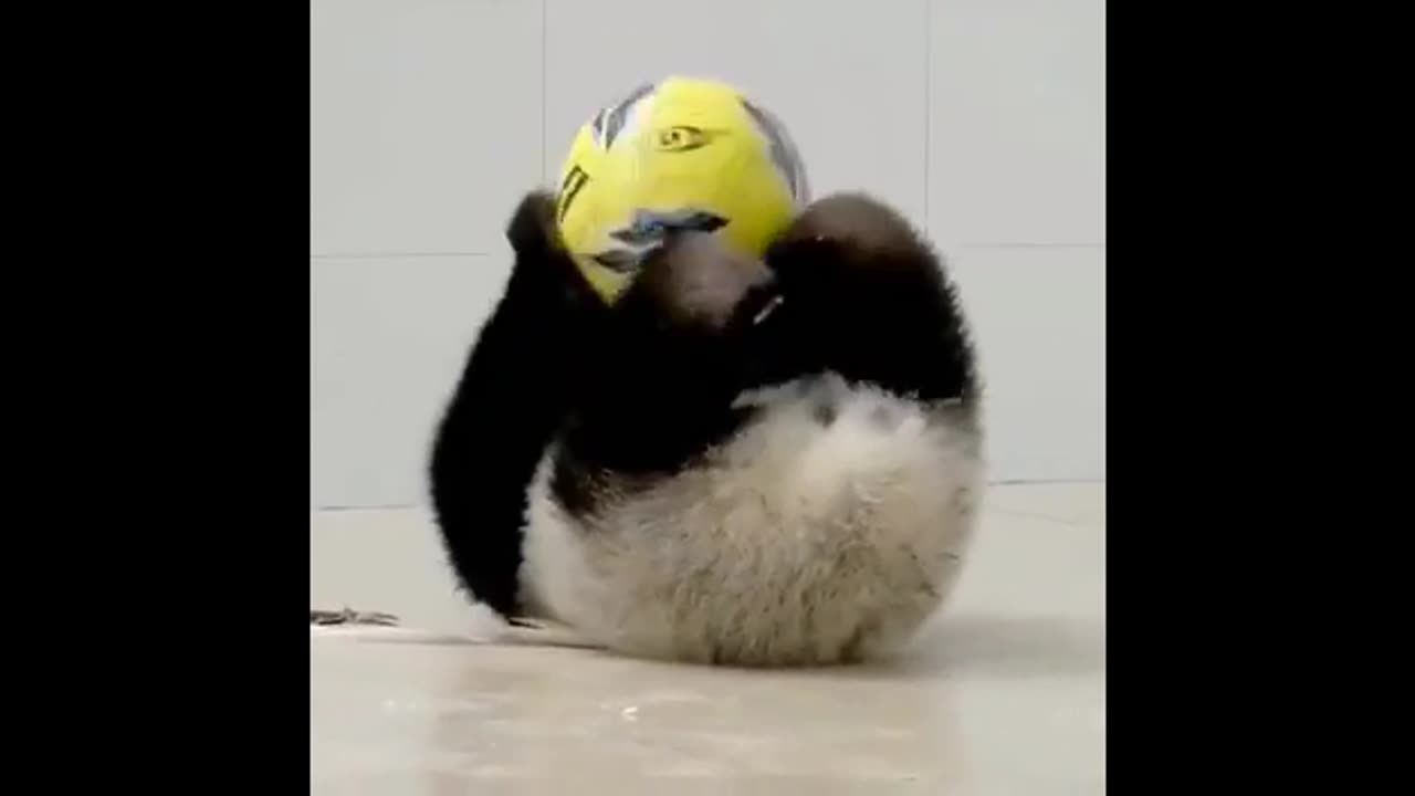 Funny and cute panda videos cute animal.