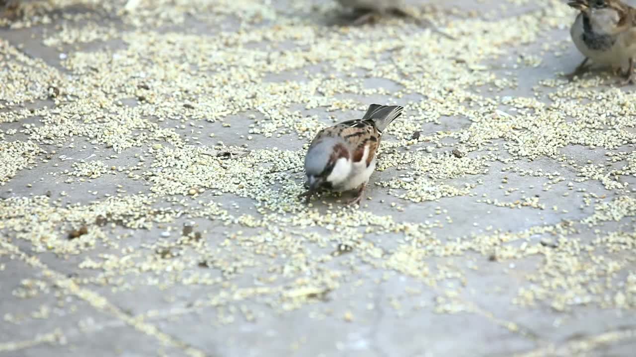 sparrows