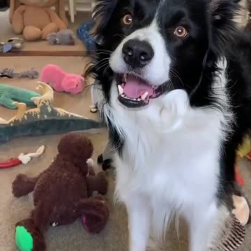 Unlock your dog's full potential with Project Dogs Brain Training! 🐾