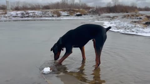 Bengi in the river