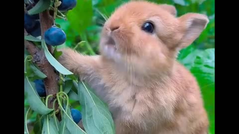 rabbit eating blueberries🫐🫐 😅😍