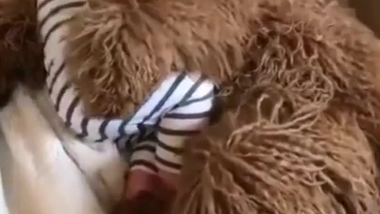 Try Not to Laugh Challenge - Funny Dog Videos #shorts