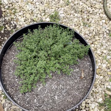 Garden Update Week 3 - 14/16 Pole Beans Germinated, Transplants All Successful - No Insect Issues!