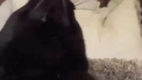 Funny_animals_-_Funny_cats___dogs_-_Funny_animal_videos___Best_videos