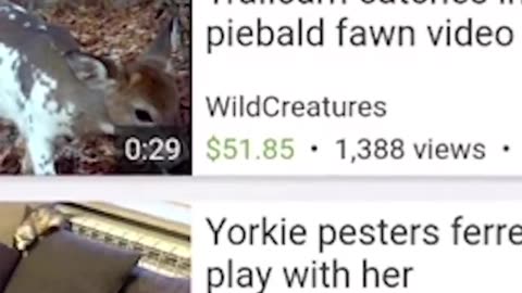 Earning money from the Internet