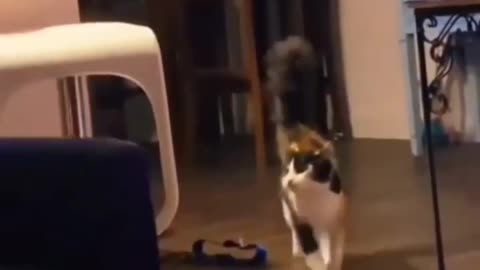 Funny cat videos