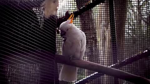 Cockatoo bird pen cage 💕💕