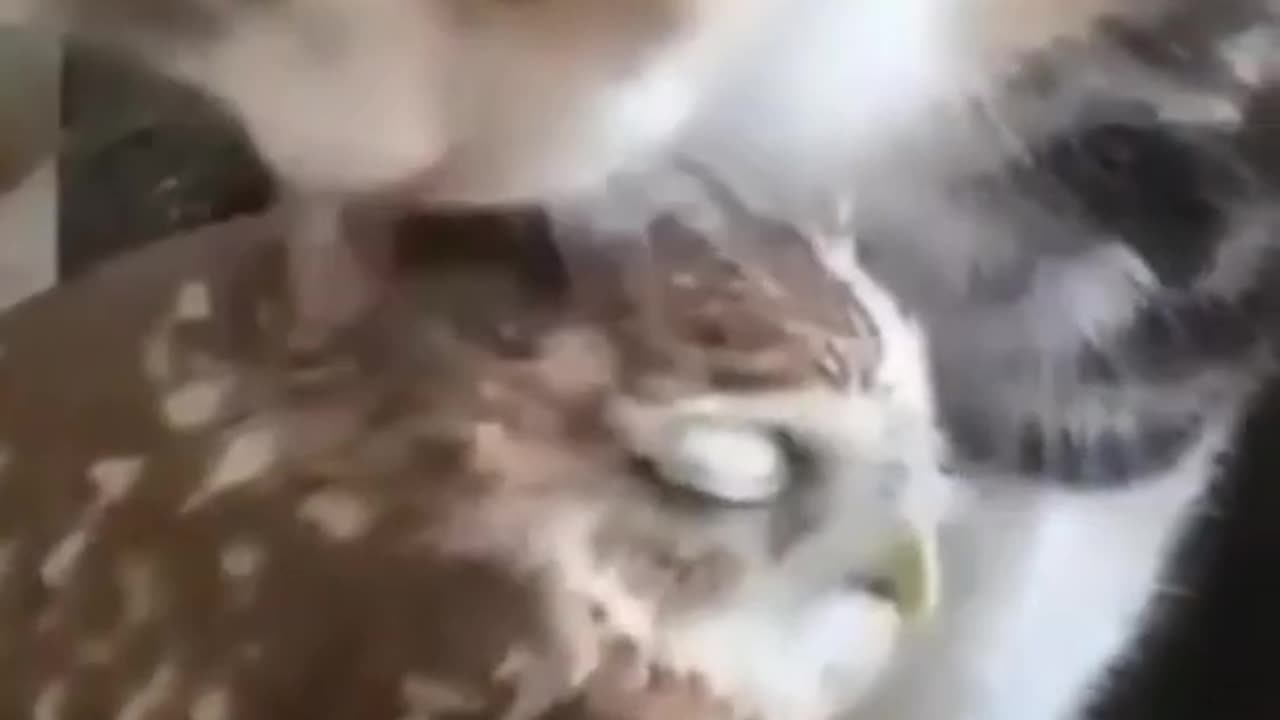 This cute cat loves to clean owl feathers ,#273#shorts funny cat videos