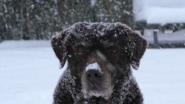 Dog enjoys the fall of snow