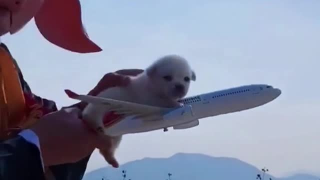 By plane🐶