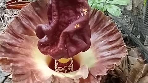 beautiful flower