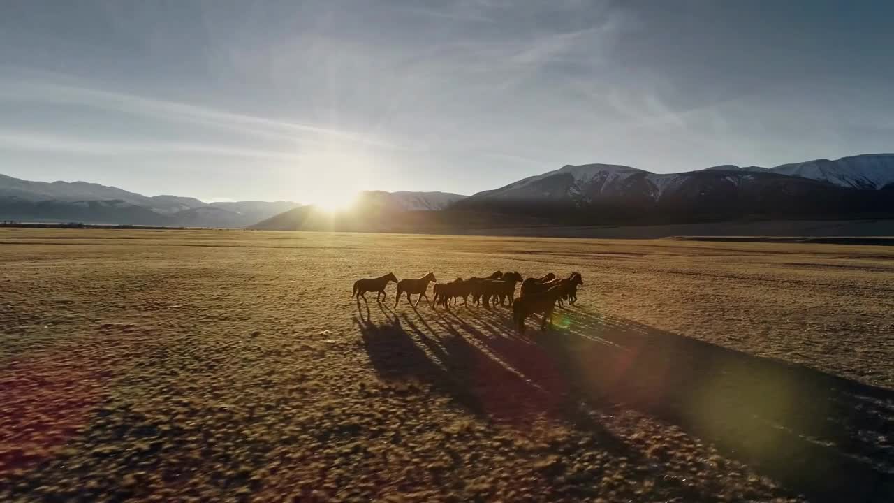 Horses running free in meadow with snow capped mountain Horses