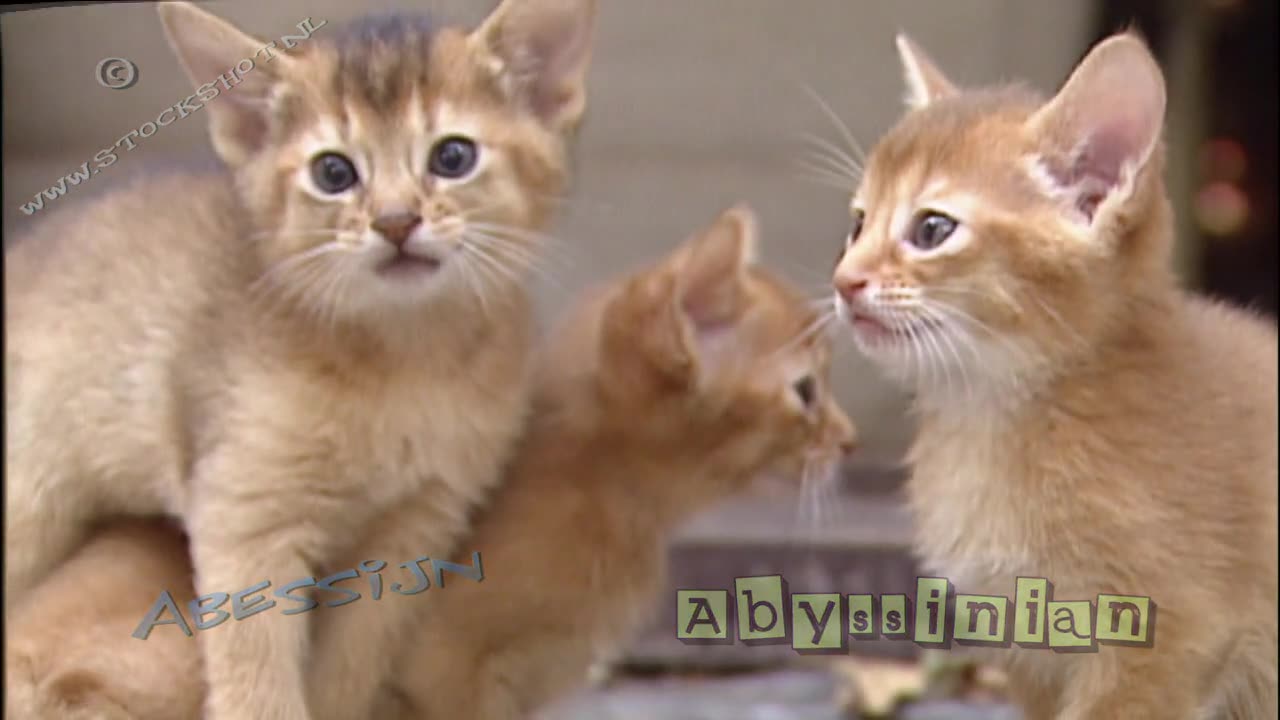 Abyssinian kittens