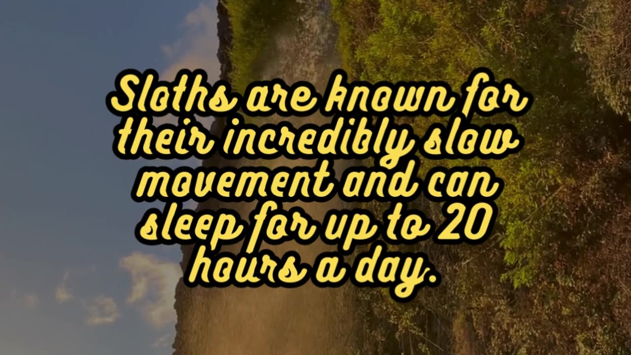 Animal Facts Sloths #shorts