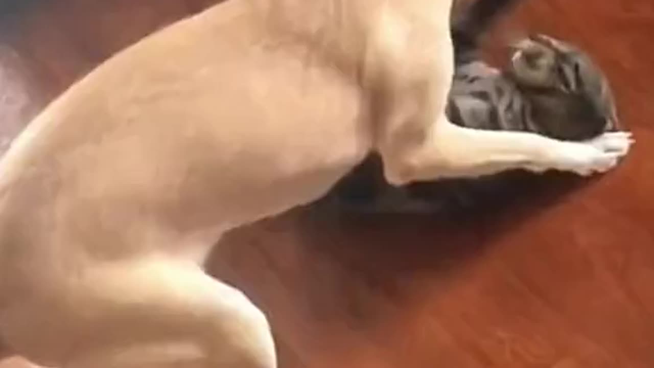 Funny animal videos with their actions😂🤣