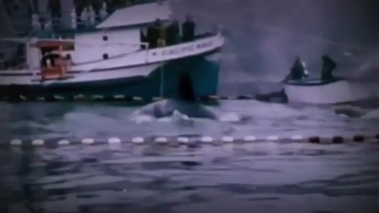 THE HORIFYING LAST MOMENTS OF ORCA TRAINER - JESSICA RADCLIFFE