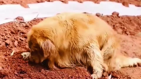 Humanity for the dog