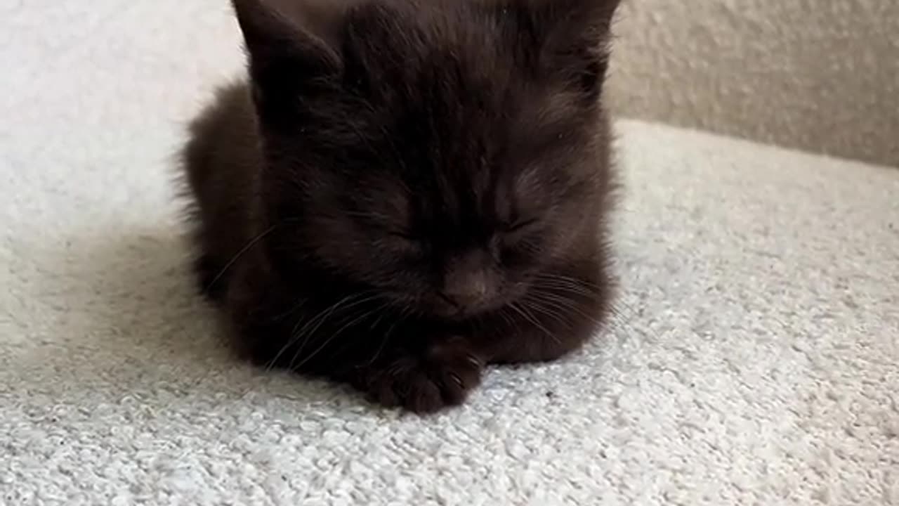 cute kitten