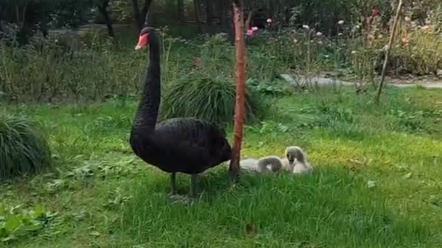 A family of three were wandering leisurely on the grass