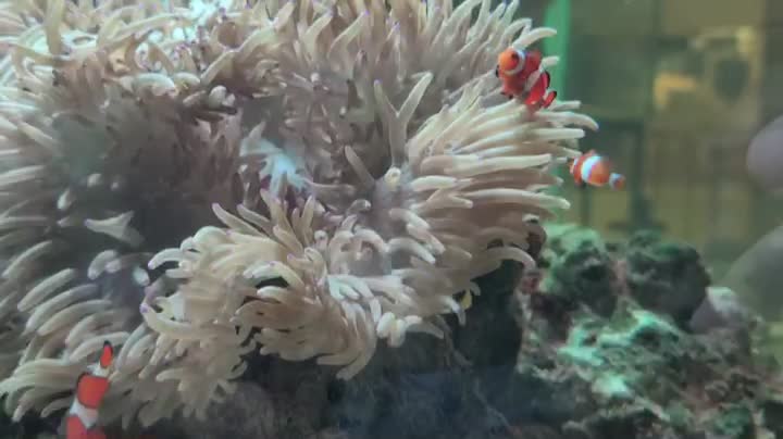 nemo in the fishbowl, dancing with anemone