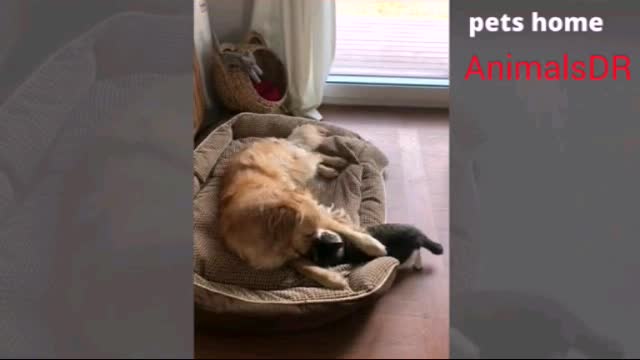 Funniest animal videos that will 100% make you laugh - by funny animal videos #22 Part2