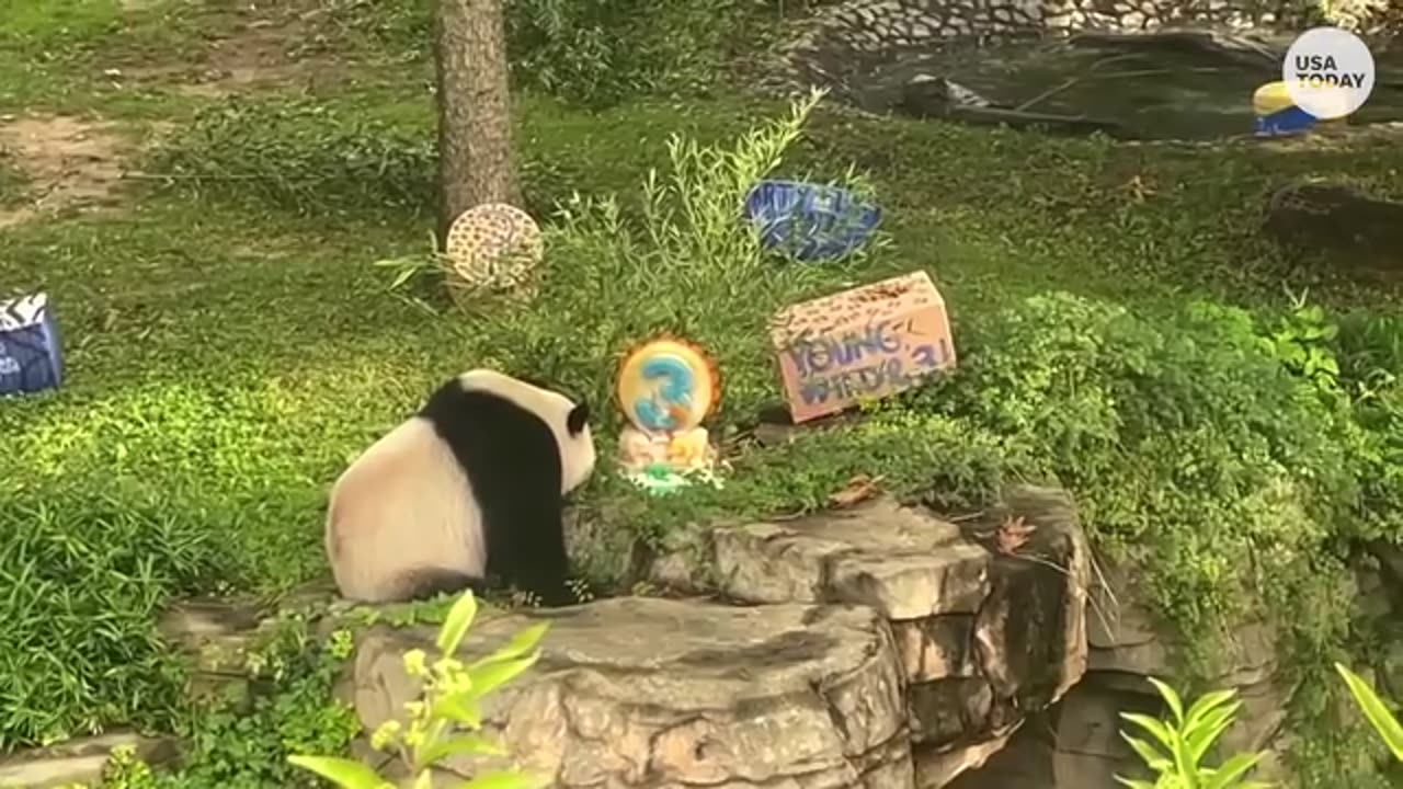 Xiao Qi Ji is one of the last pandas left in the United States.