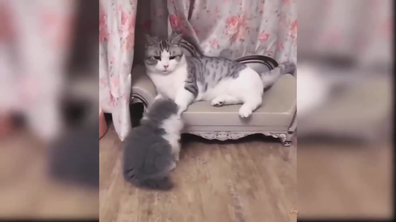 Funny cat videos