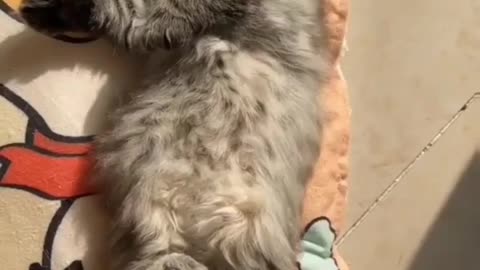 Cute Cat Sleeping 😌😴