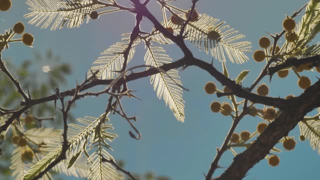 Tree with yellow flowers