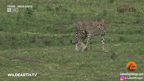 Crocodile catches cheetah