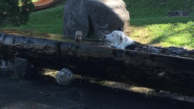 Cute dogs playing with a ball