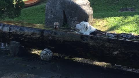 Cute dogs playing with a ball