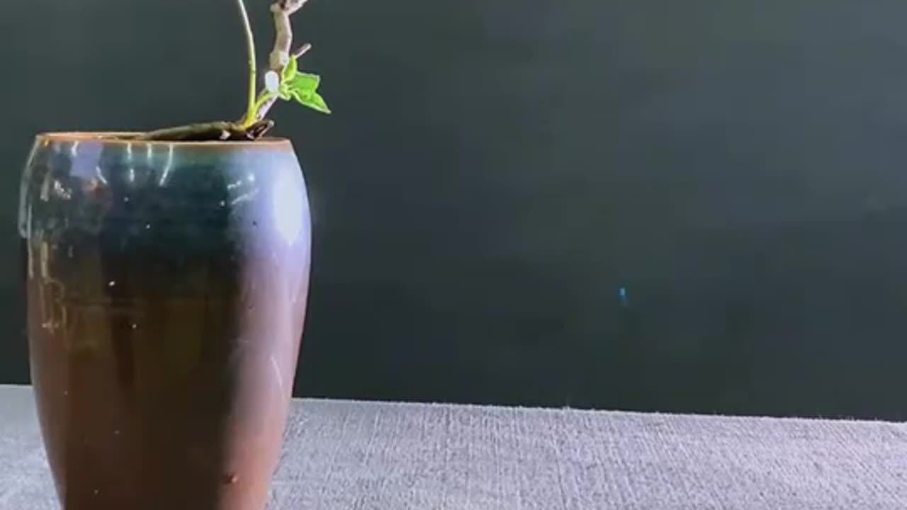 Ikebana 061: Oriental Style Natural Flower Arrangement Artistic Creativity