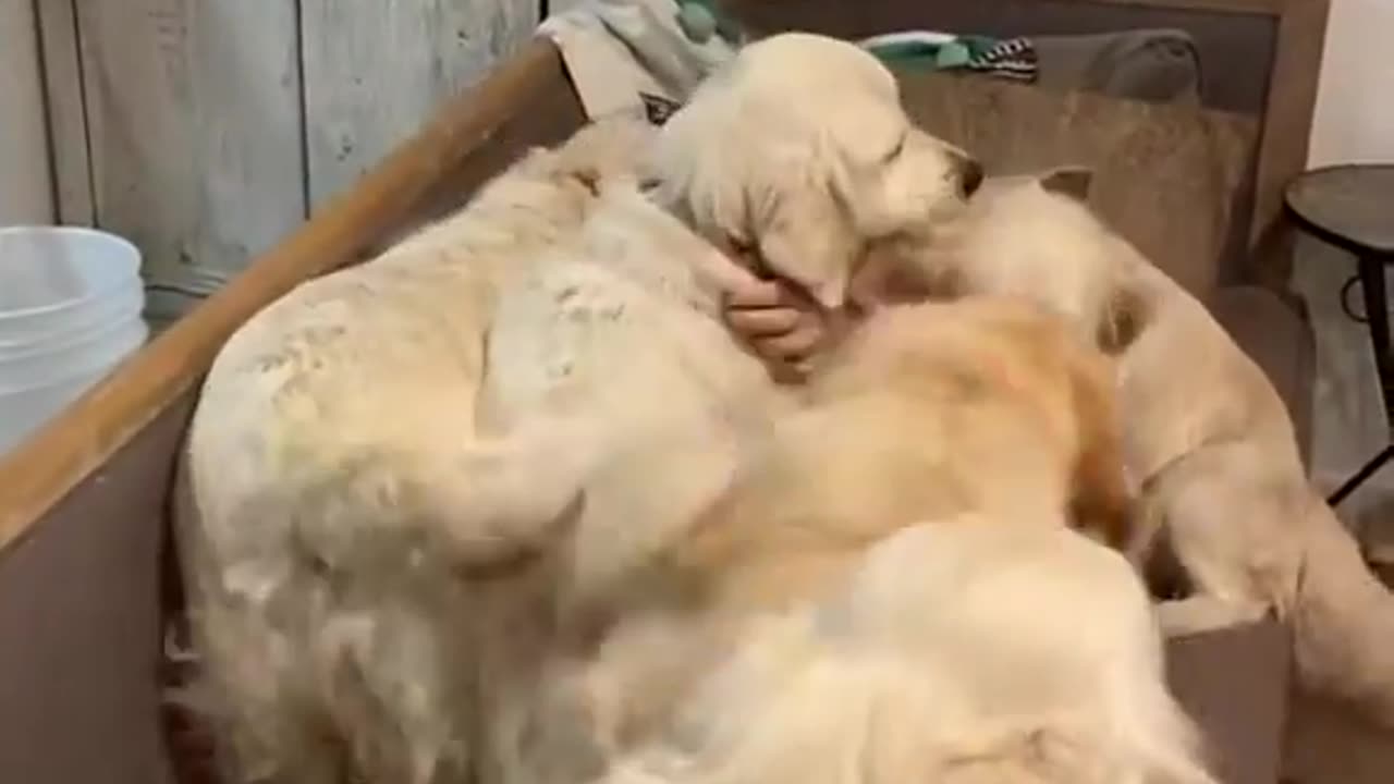 Woman attacked by golden retrievers