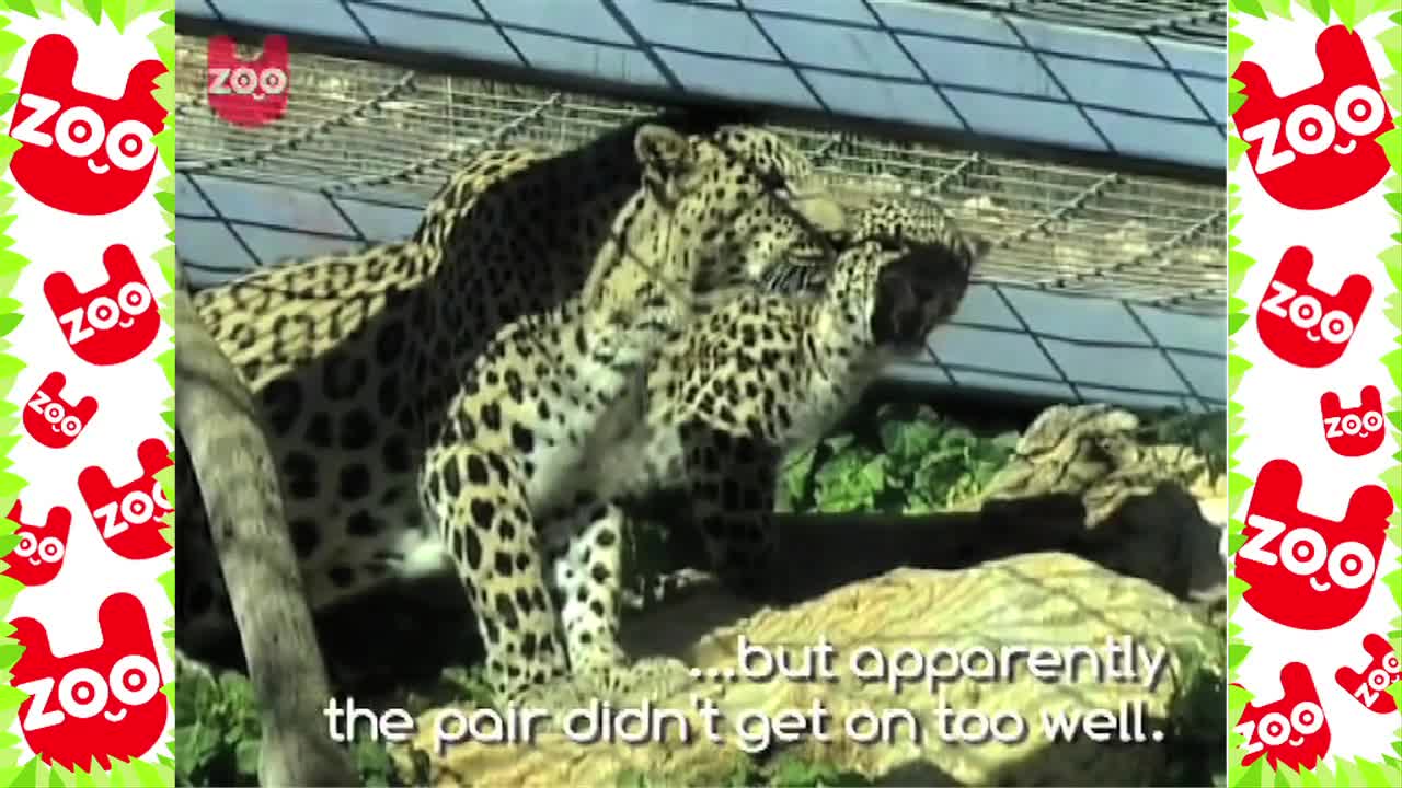 3-Legged Leopard Finds Love For Valentine's Day
