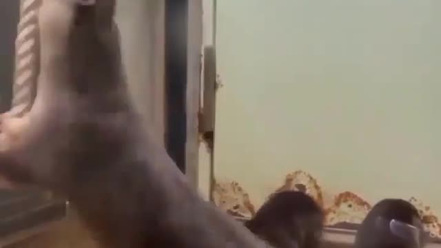 Otter very happy