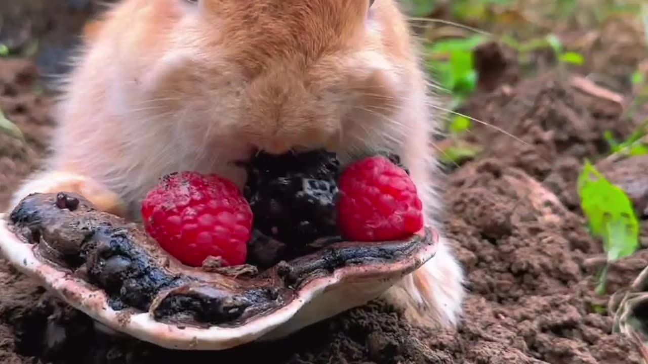 A cute rabbit eats dessert