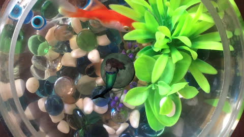 The Really Little Little Mermaid