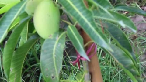 Barmasi Mango 🥭 Plant🌱