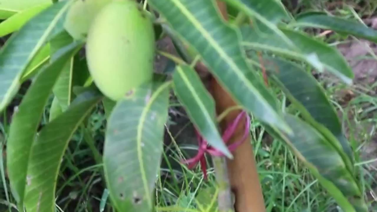 Barmasi Mango 🥭 Plant🌱