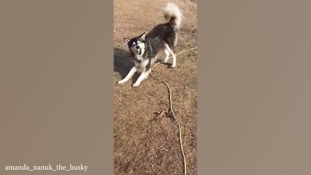 The World's funniest HUSKY 😁 Funny Dogs Video 2024