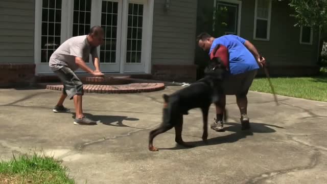 Guard dog training steps