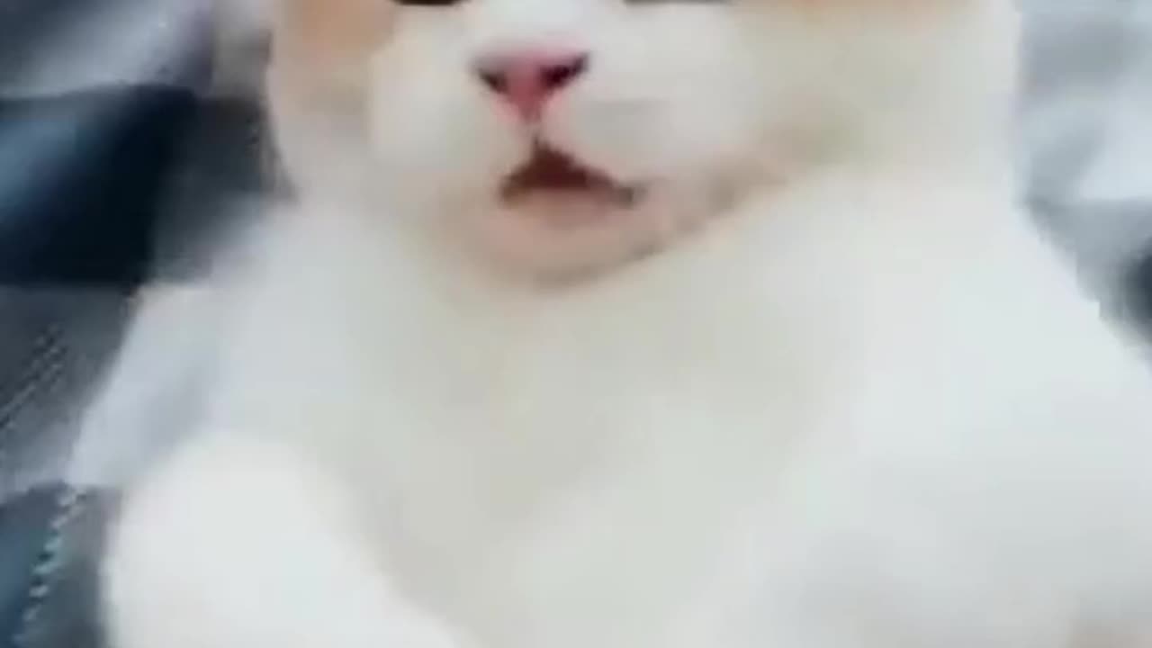 : "Pawsitively Hilarious: Cat Comedy Compilation"